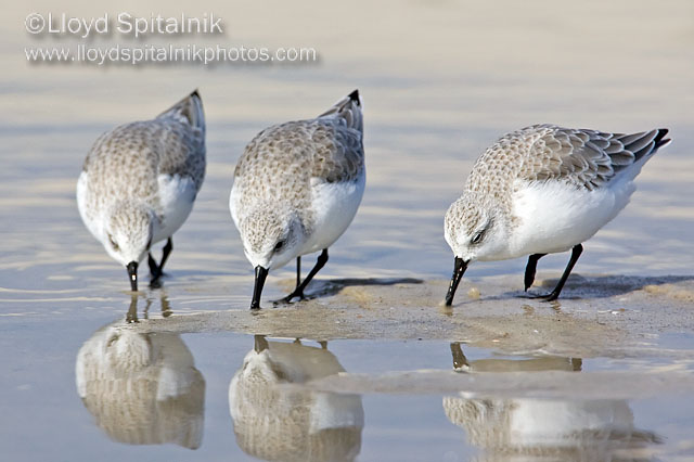 Sanderling