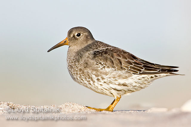 Purple Sandpiper