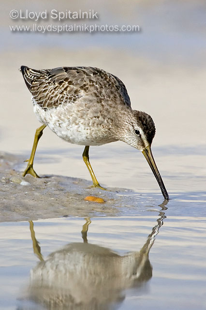 Short-billed Dowitcher