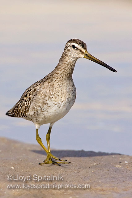 Short-billed Dowitcher