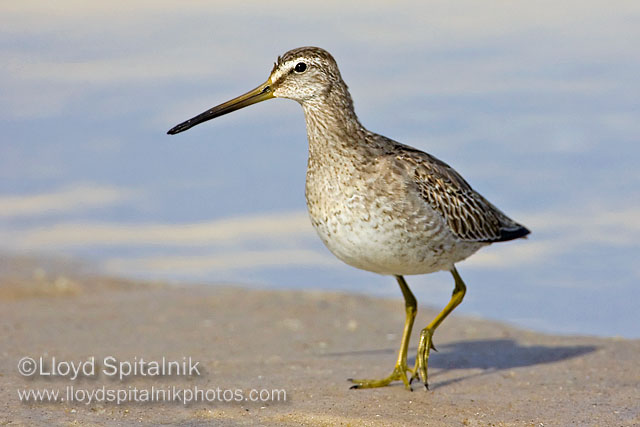Short-billed Dowitcher