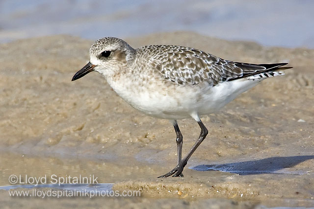 Black-bellied Plover