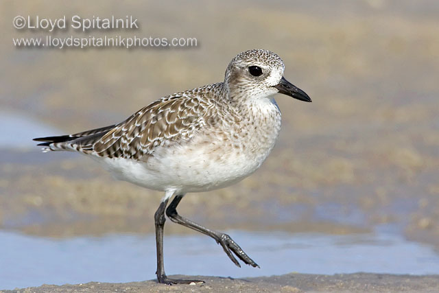 Black-bellied Plover