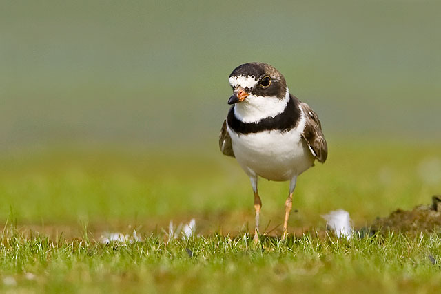Semipalmated Plover