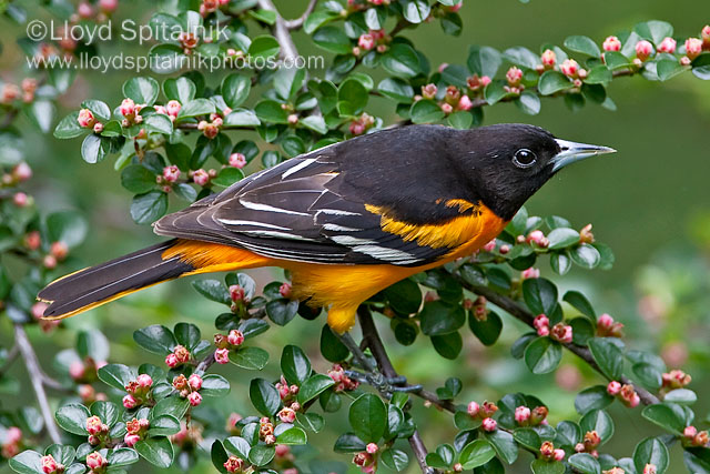 Baltimore Oriole