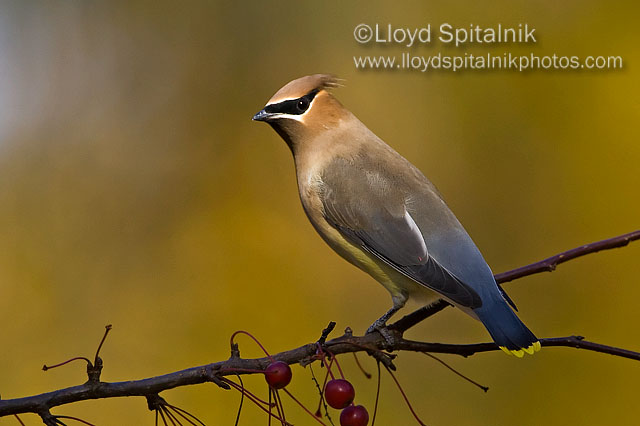 Cedar Waxwing