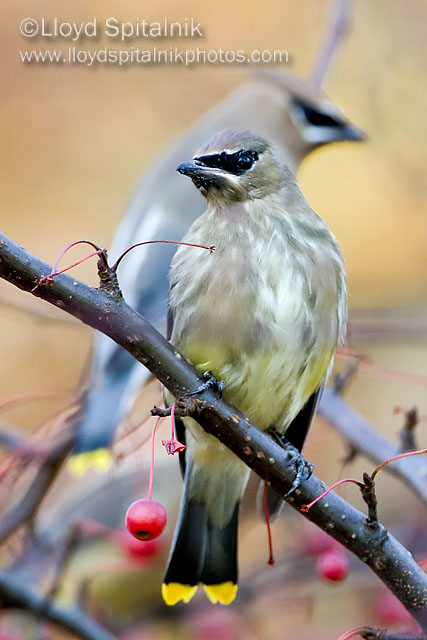 Cedar Waxwing
