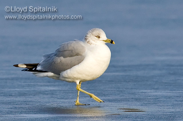 Ring-billed Gull