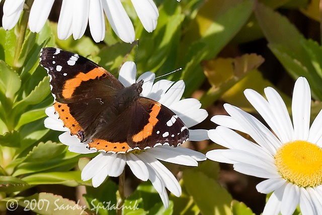 Red Admiral