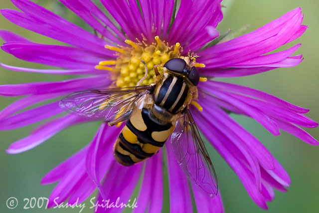 Syrphid (Hover) Fly