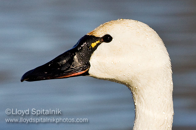 Tundra Swan