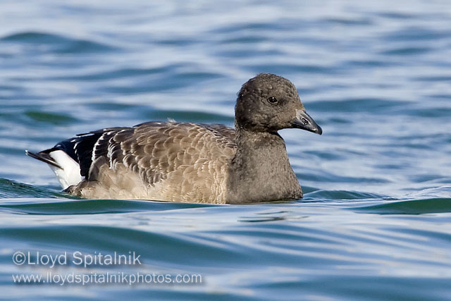 Brant (immature)