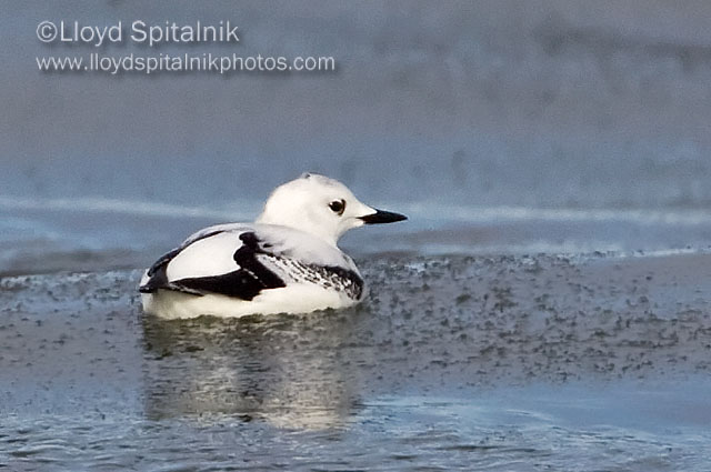Black Guillemot (juvenile)