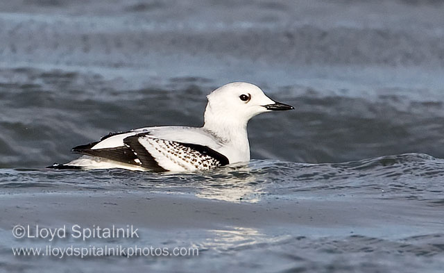 Black Guillemot (juvenile)