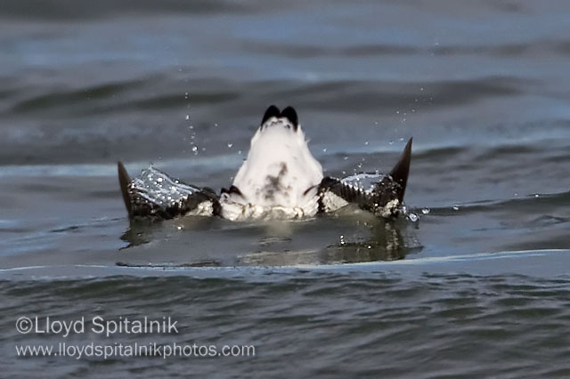 Black Guillemot (juvenile)