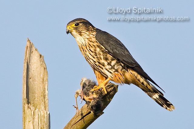 Merlin