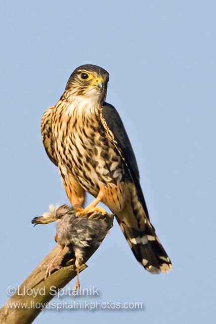 Merlin
