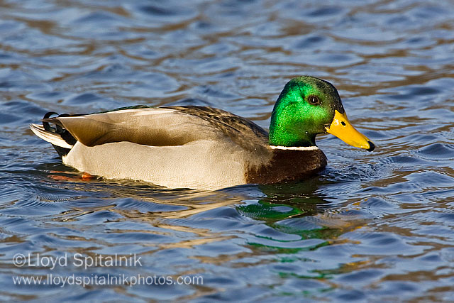 Mallard