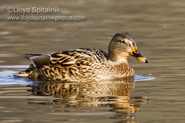 Mallard (female)