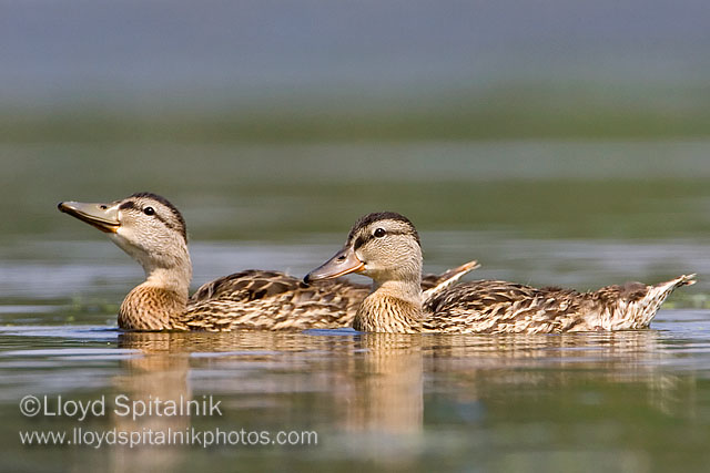 Mallard