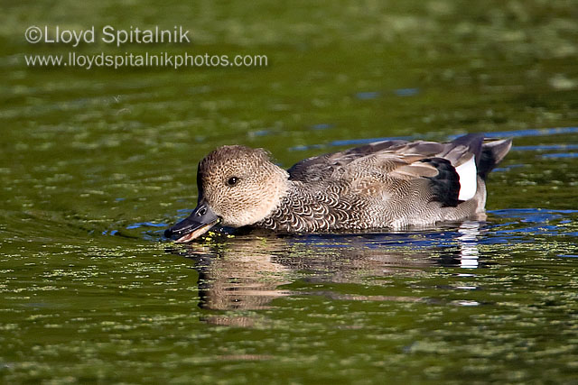 Gadwall