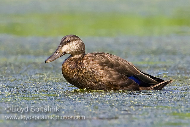 American Black Duck