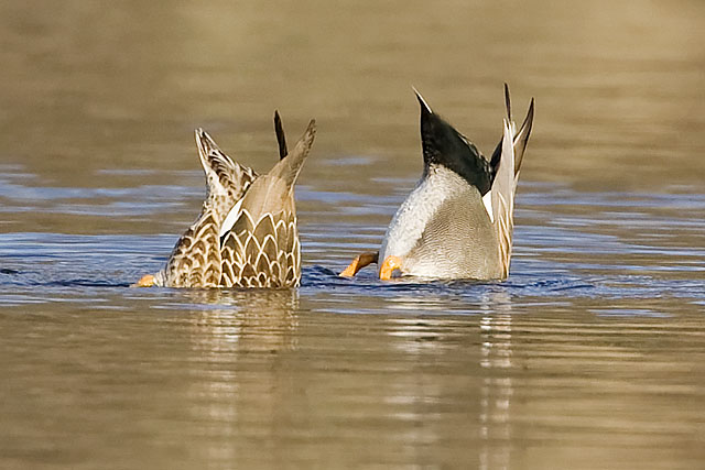 Gadwall