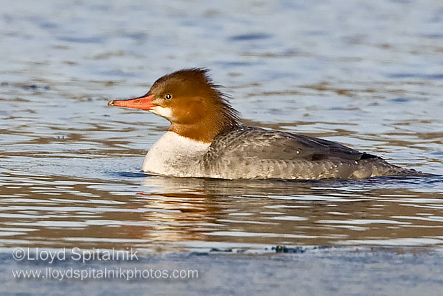 Common Merganser (female)