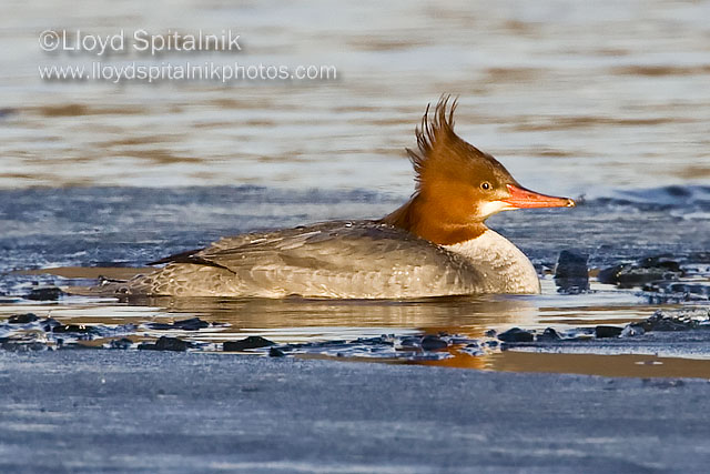 Common Merganser (female)