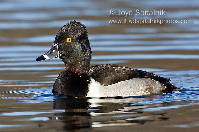 Ring-necked Duck (male)