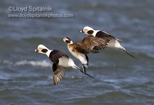 Long-tailed Duck (Oldsquaw)