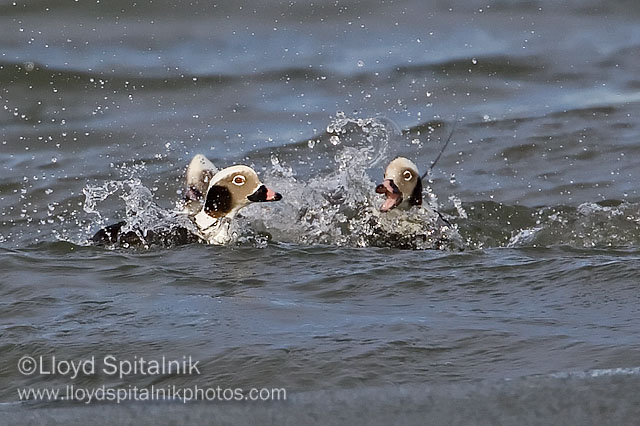 Long-tailed Duck (Oldsquaw)