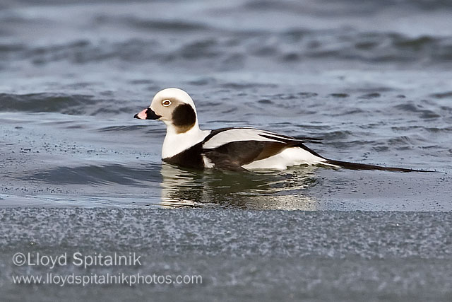 Long-tailed Duck (Oldsquaw)