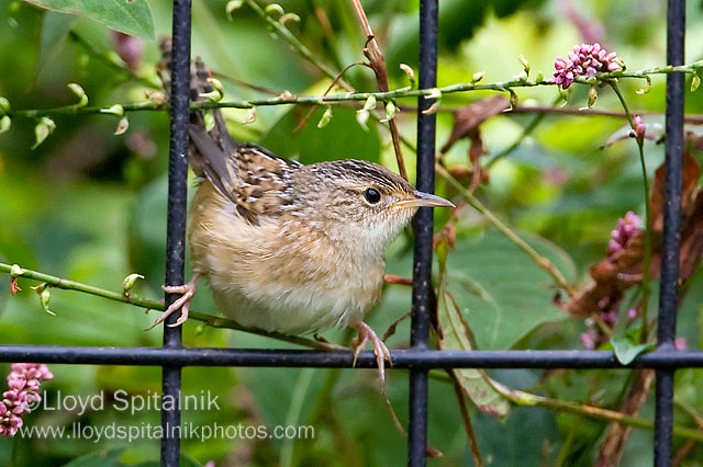 Sedge Wren