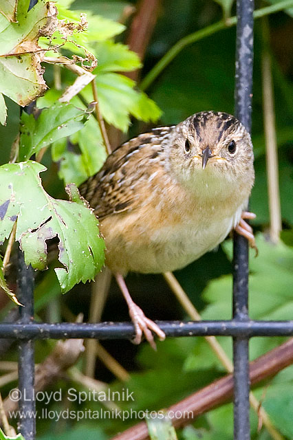 Sedge Wren