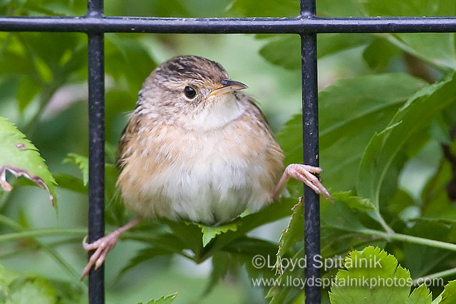 Sedge Wren