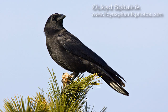American Crow