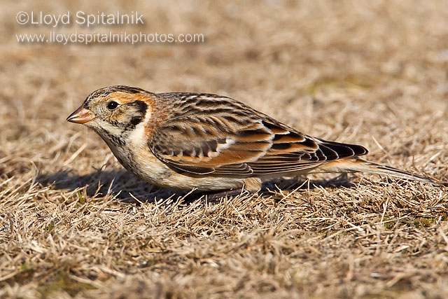 Lapland Longspur