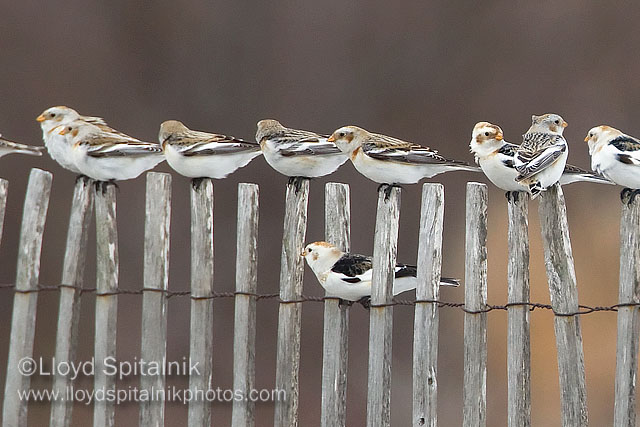 Snow Bunting