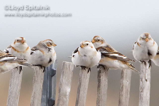 Snow Bunting