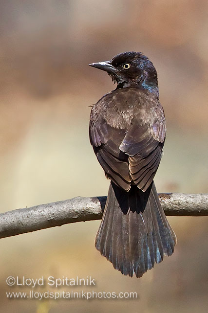 Common Grackle