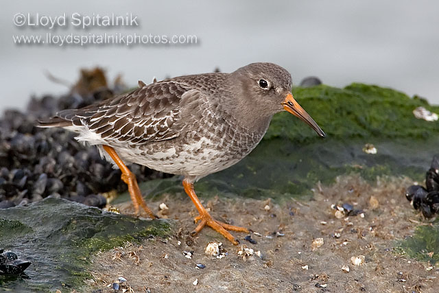 Purple Sandpiper (1st winter)