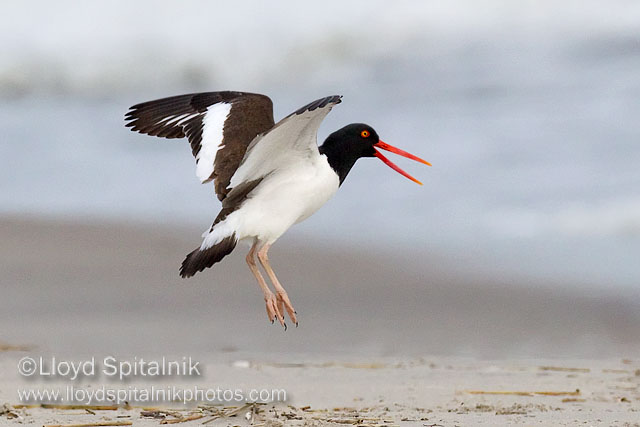 American Oystercatcher