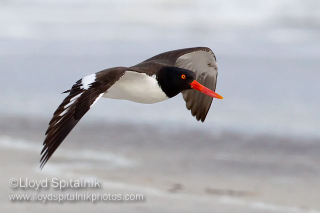 American Oystercatcher