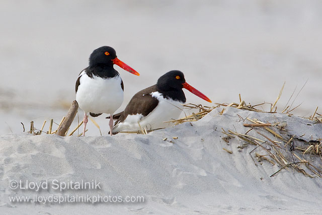 American Oystercatcher