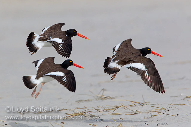 American Oystercatcher