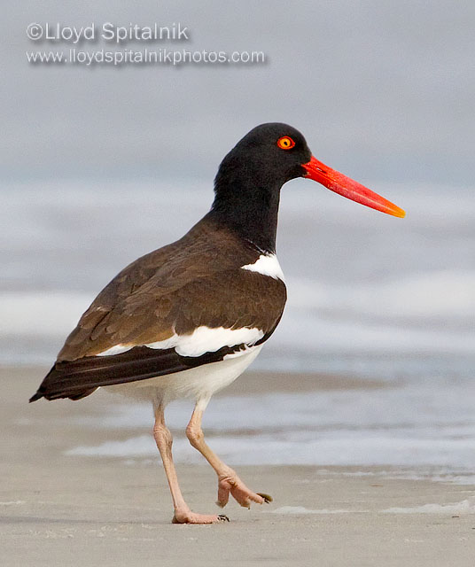 American Oystercatcher