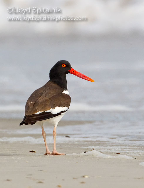 American Oystercatcher