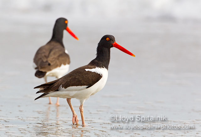 American Oystercatcher