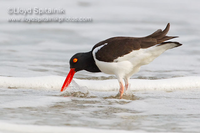 American Oystercatcher